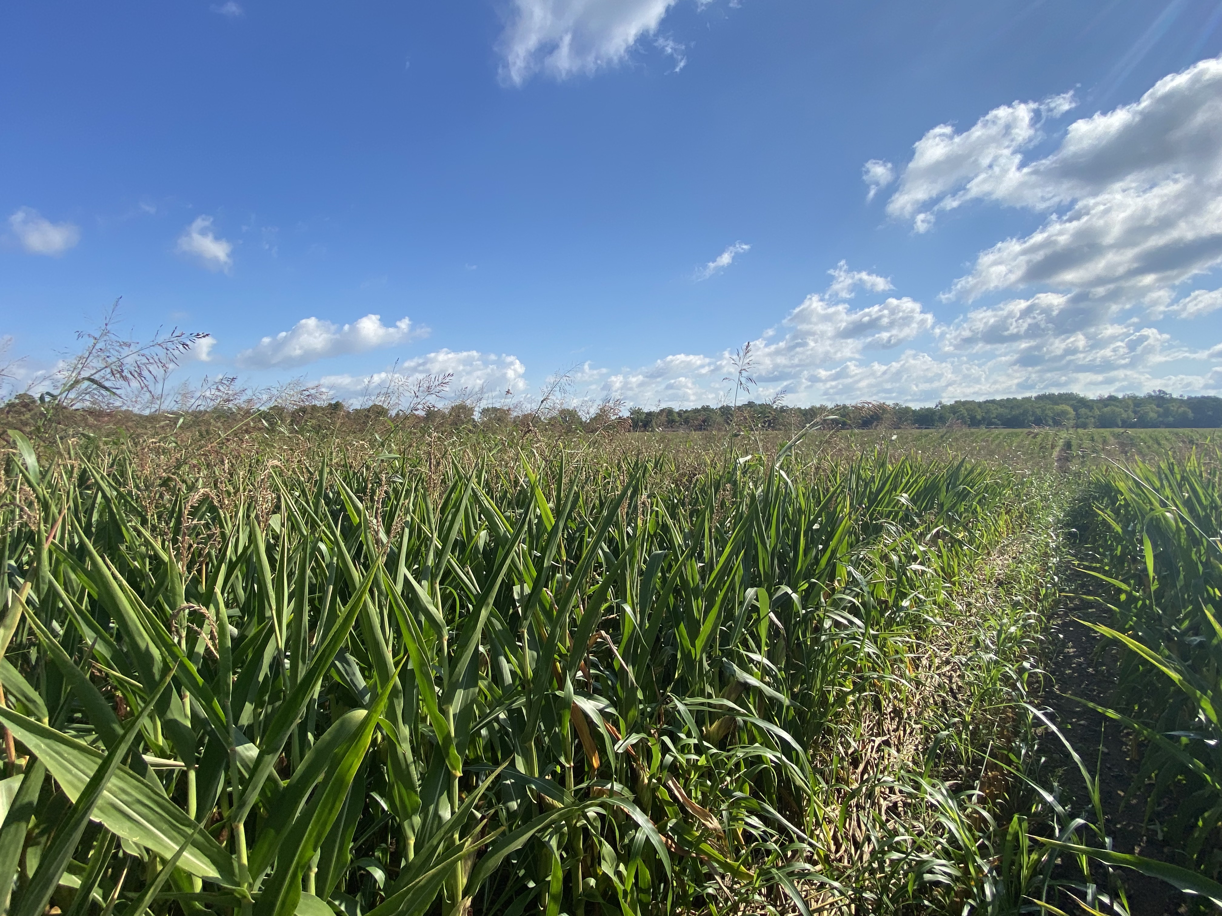 Johnsongrass weeds growing in a corn field.